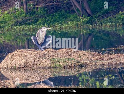 Héron gris se baquant au soleil assis sur l'herbe sèche en Inde Banque D'Images