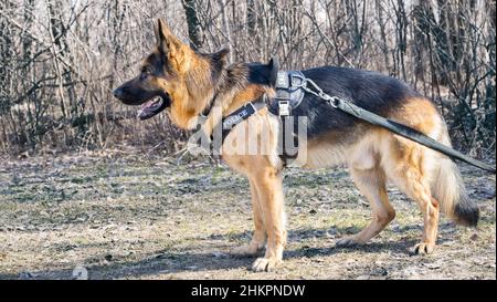 chien de berger debout dans une forêt Banque D'Images