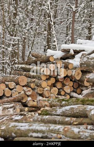 Bois fraîchement récolté d'une exploitation forestière entachée par la forêt en hiver Banque D'Images