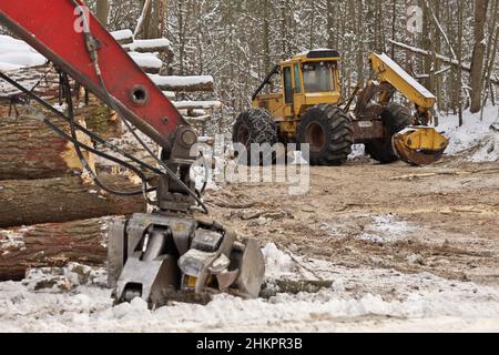 Débardeur à grumes ou à grumes et chargeur à flèche à couteaux avec grumes fraîchement récoltées et en bois de charpente Banque D'Images