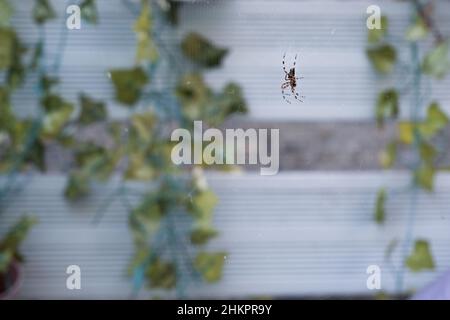 Gros plan d'une araignée de jardin assise sur une toile d'araignée sur la terrasse Banque D'Images
