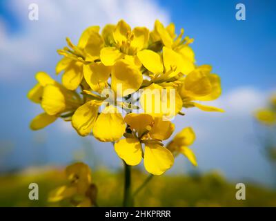 Fleurs de moutarde, lever du soleil, gros plan sur le ciel bleu avec des nuages blancs Banque D'Images