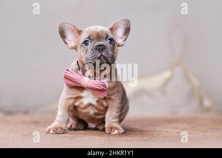 Bleu rouge fauve chien Bulldog chiot avec noeud rose Banque D'Images