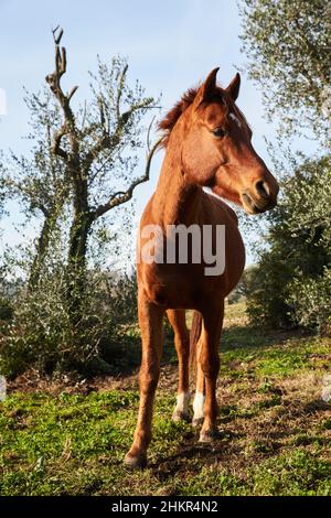 Belle herbe marron de l'étalon grignotant dans un pré le matin, regardant dans la caméra, debout frontal, côté, un cadre commun Banque D'Images