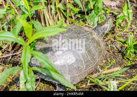 Tortue à oreilles rouges sur les rochers du lac North à Central Park, New York, États-Unis Banque D'Images