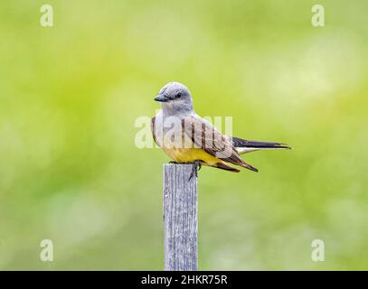 Gros plan d'un oiseau de l'Ouest perché au sommet d'un poteau en bois mince avec le fond flou doux d'un champ vert derrière lui. Banque D'Images