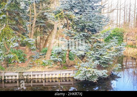 Les branches d'un sapin noble (Abies procera 'glauca') pendent sur un fossé rempli d'eau sur une pépinière. Banque D'Images