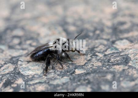 Ashy Mining Bee ; Andrena cineraria ; sur Tarmac ; Royaume-Uni Banque D'Images