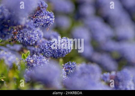 Ceanothus ; fleurs ; Printemps ; Royaume-Uni Banque D'Images