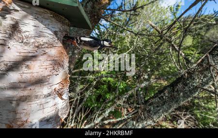 Grand pic tacheté ; Dendrocopos Major ; Femme ; à Nest Box ; Royaume-Uni Banque D'Images