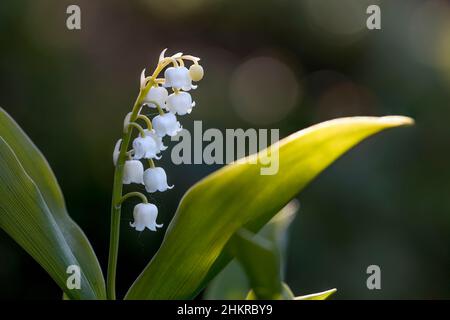 Lily of the Valley; Convallaria majalis; Flower; Royaume-Uni Banque D'Images