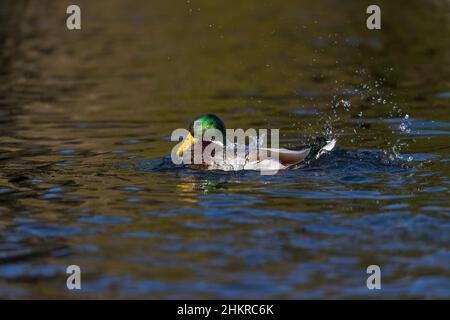 Mallard; Anas platyrhynchos; bain de Male; Cornwall; Royaume-Uni Banque D'Images