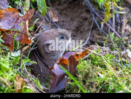 Une petite Bank Vole (Myodes glareolus) qui sort de la mousse et des feuilles de chêne dans son environnement hedgerow . Suffolk. ROYAUME-UNI Banque D'Images