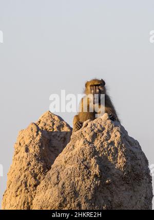 Roi du Château . Un grand babouin Chacma mâle sur le service de garde sur une termite, à la recherche du danger . Botswana Banque D'Images