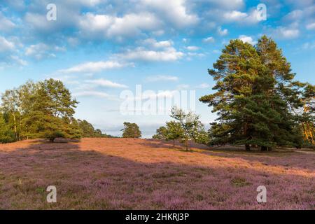 Champs de bruyère sur le Heath de Misselhorn, parc naturel de Suedheide Banque D'Images