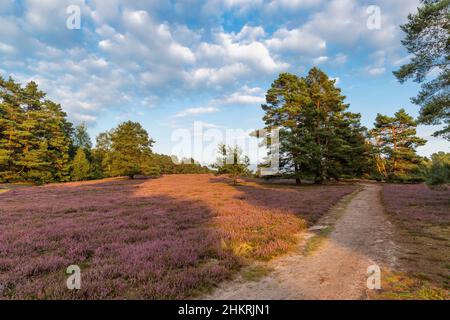 Champs de bruyère sur le Heath de Misselhorn, parc naturel de Suedheide Banque D'Images