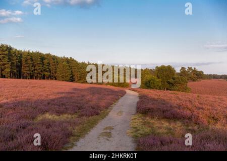 Champs de bruyère sur le Heath de Misselhorn, parc naturel de Suedheide Banque D'Images