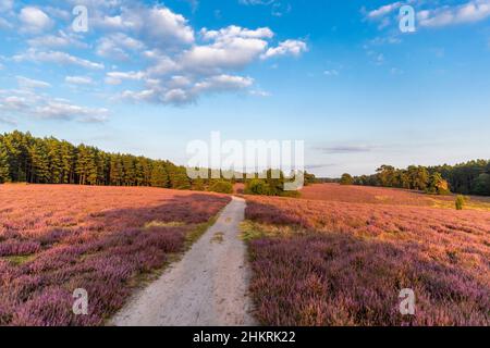 Champs de bruyère sur le Heath de Misselhorn, parc naturel de Suedheide Banque D'Images