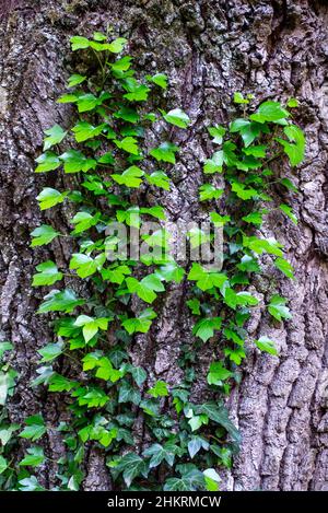 Jeunes tiges de lierre de super-réducteur (Hedera Helix, ivy européen). Jeunes feuilles de super-réducteur à feuilles persistantes, fond vertical de la texture de l'écorce des arbres, gros plan de Banque D'Images