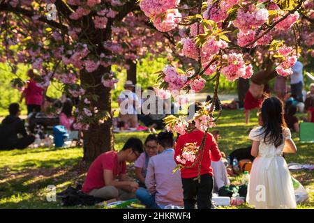 SCEAUX, FRANCE - 20 AVRIL 2019 : célébration Hanami en cerisier dans le parc des Sceaux, près de Paris, France. Traditions asiatiques Banque D'Images