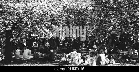 SCEAUX, FRANCE - 20 AVRIL 2019 : vacances aux cerisiers en fleurs. Célébration hanami dans le parc de Sceaux près de Paris. Les gens admirent et pique-niquent. Photo noir et blanc Banque D'Images