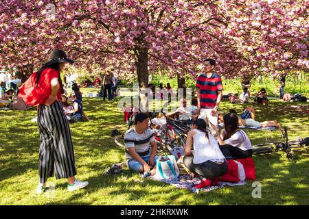 SCEAUX, FRANCE - 20 AVRIL 2019 : célébration Hanami en cerisier dans le parc des Sceaux, près de Paris. Les gens multiculturels pique-niquer, se détendre, faire des photos Banque D'Images