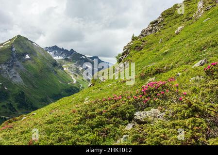 Fleurs sauvages florissant magnifiquement dans les alpages de montagne - Rhododendron ferrugineum - Alpenrose. Paysage de montagne d'été avec de belles fleurs. Banque D'Images