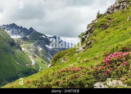 Fleurs sauvages floraison magnifique dans le pâturage de montagne alpine - Rhododendron ferrugineum - Alpenrose.Paysage de montagne d'été avec de belles fleurs. Banque D'Images