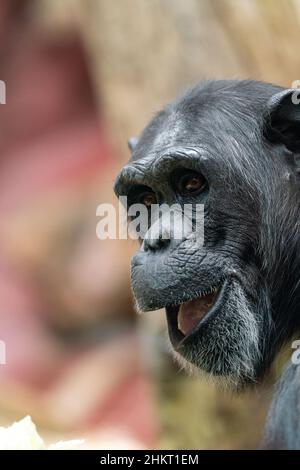 Un gros plan d'un singe mignon regardant l'appareil photo sur un arrière-plan flou Banque D'Images