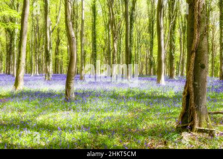 Romantique, brumeux, vue de la forêt ouverte avec un tapis de cloches sous les hêtres dans la nouvelle feuille de printemps : Inholmes Wood, West Sussex, Royaume-Uni Banque D'Images