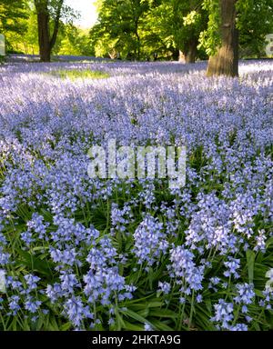 Cloches espagnoles - jacinthoides hispanica 'Excelsior' Banque D'Images