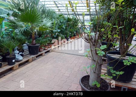 Feige (Ficus carica), Auch Feigenbaum, zurecht gestutzt zum Verkauf im Baumarkt Banque D'Images