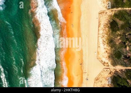 Plage de sable propre Curl Curl avec dunes et réserve naturelle sur les plages du nord de Sydney sur la côte Pacifique. Banque D'Images