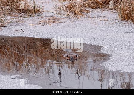 Castor nord-américain (Castor canadensis) nageant vers la caméra en hiver. Banque D'Images