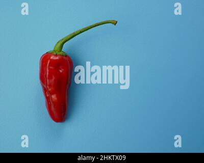 vue de dessus du piment rouge avec fond bleu. idéal pour l'assaisonnement et la cuisine. Banque D'Images