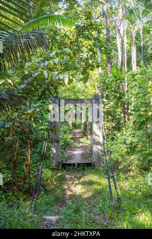 Randonnée entre Puerto Nariño et la communauté indigène de Tikuna à Saint martin, Leticia, Amazonie, Colombie Banque D'Images