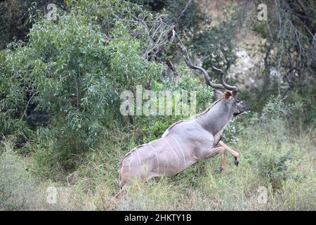 Une vue d'un mâle kudu courant par des buissons épais dans la réserve de jeu privée Klaserie, Afrique du Sud Banque D'Images