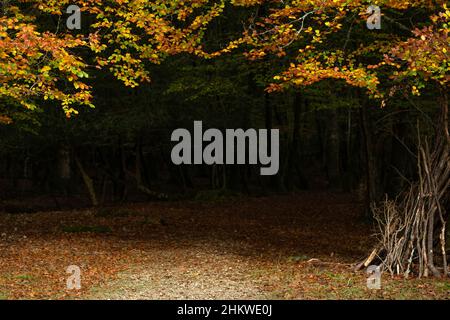 Saison d'automne vue au parc national de New Forest, Hampshire au Royaume-Uni Banque D'Images