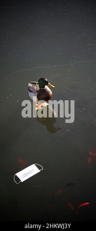 Vue panoramique du canard colvert debout à côté d'un masque protecteur sur un lac gelé.Pollution des déchets habitats animaux sauvages contaminés, COVID- Banque D'Images