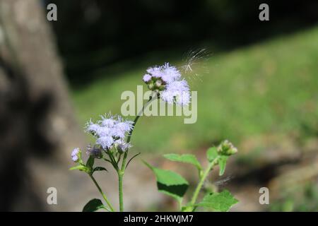 La beauté naturelle n'a pas besoin de filtre. Avec un jeune chaton stupide à une fleur sauvage contre le vent, et une belle vue sur l'océan. Banque D'Images