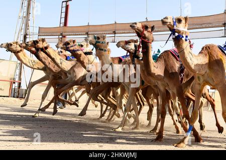 Gouvernorat d'Ahmadi, Koweït.5th févr. 2022.Les chameaux participent au Championnat international de course de chameaux 20th dans le gouvernorat d'Ahmadi, au Koweït, le 5 février 2022.Credit: Ghazy Qaffaf/Xinhua/Alamy Live News Banque D'Images