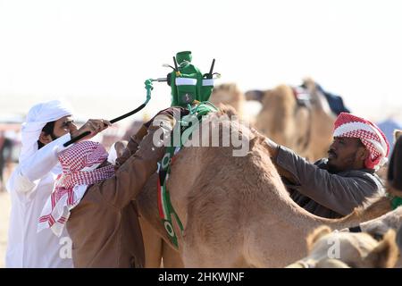 Gouvernorat d'Ahmadi, Koweït.5th févr. 2022.Les gens fixent un robot jockey sur le dos d'une course de chameau dans le Championnat International de course de Camel 20th dans le gouvernorat d'Ahmadi, Koweït, 5 février 2022.Credit: Ghazy Qaffaf/Xinhua/Alamy Live News Banque D'Images