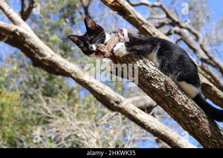 La beauté naturelle n'a pas besoin de filtre. Avec un jeune chaton stupide à une fleur sauvage contre le vent, et une belle vue sur l'océan. Banque D'Images