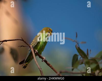 Budgerigar, Melopsittacus undulatus, perché dans un arbre dans l'arrière-pays rouge centre de l'Australie centrale. Banque D'Images