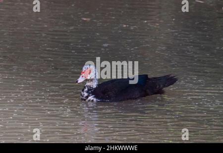 Un canard de Muscovy, Cairina moschata, originaire du Mexique et de l'Amérique du Nord, introduit en Australie en nageant dans la rivière Nogoa, Émeraude, Queensland. Banque D'Images