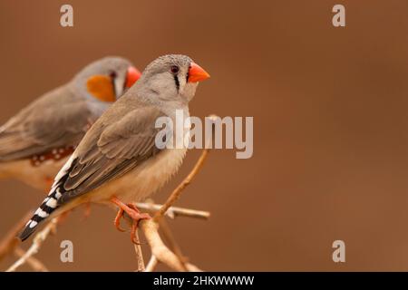 Zebra Finch, Taeniopygia guttata, femelle perchée près d'un trou d'eau dans l'Outback de l'Australie centrale. Banque D'Images