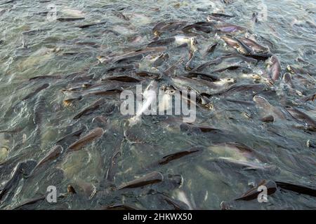 Groupe de poissons-chats Siriped (Pangasius sutchi), sélectif. Banque D'Images