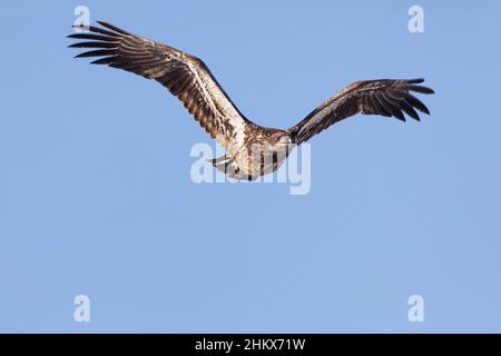 Un jeune aigle à tête blanche en vol à Lock & Dam 18 sur le fleuve Mississippi à Gladstone, Illinois Banque D'Images
