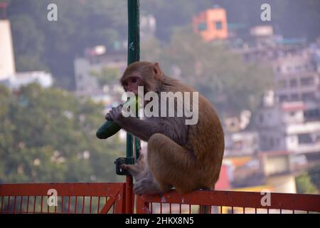 singe mangeant du concombre pour terminer sa faim Banque D'Images