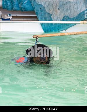 jeune rottweiler et rééducation pour l'hydrothérapie dans la piscine Banque D'Images